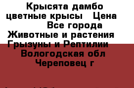 Крысята дамбо цветные крысы › Цена ­ 250 - Все города Животные и растения » Грызуны и Рептилии   . Вологодская обл.,Череповец г.